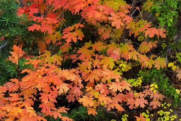 autumn leaves background