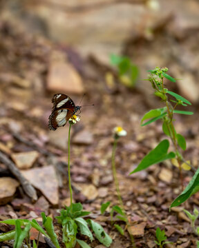 Hypolimnas misippus or Danaid eggfly mimic or diadem a species of nymphalid butterfly in safari at ranthambore national park forest tiger reserve rajasthan india