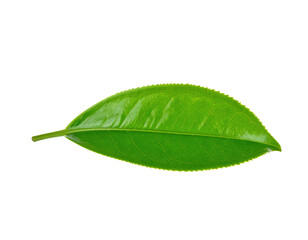 Obraz premium Fresh green tea leaf isolated on a clean white background.