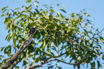 Collared falconet or Microhierax caerulescens bird of prey Falconidae perched high on tree natural blue sky background at dhikala zone jim corbett national park forest tiger reserve uttarakhand india