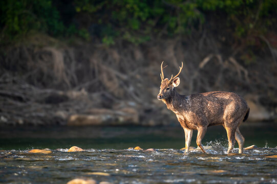 wild male sambar deer or rusa unicolor side profile walking in fast flowing ramganga river water in winter morning light at dhikala zone of jim corbett national park forest reserve uttarakhand india