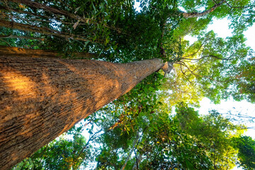 An old  tree stands tall with lush green leaves in a sunny summer forest.