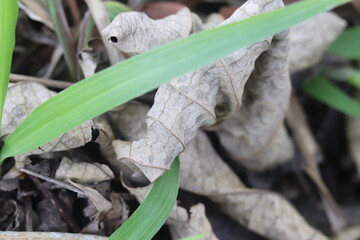 Juxtaposition of Brown Fallen Leaves and Vibrant Grass in Forest Floor Composition