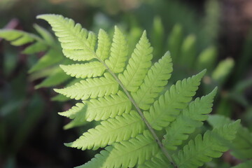 Detailed Fern Leaf with Vibrant Green Foliage and Blurred Background