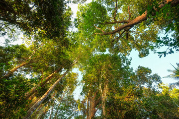 Warm sunlight filters through the forest canopy, illuminating the rich greenery below.