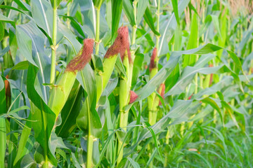 Fresh organic corn growing in a sunny field ready for harvest.