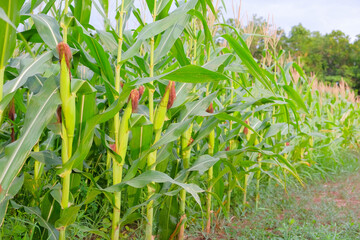 Fresh organic corn growing in a sunny field ready for harvest.