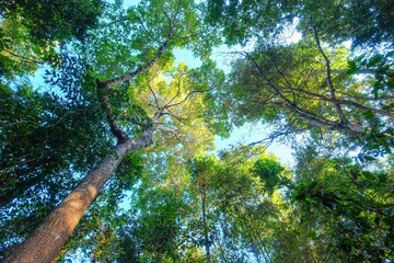 Fototapeta premium A peaceful summer breeze moves softly through the oak and pine trees.