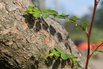 Green Vine Growing Along Rough Bark of Tree with Peeling Texture and Outdoor Background