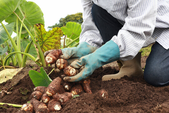 里芋を収穫する女性