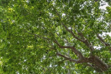 Fototapeta premium Ramure de platane 