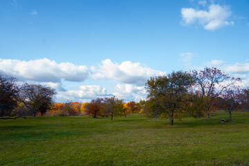 Obraz premium Beautiful trees at the Minnesota Arboretum glow with vibrant autumn colors, showcasing fall foliage, peaceful paths, and a serene seasonal landscape.