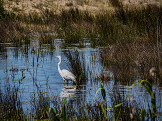 Great Egret Standing Proud In Water