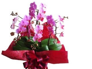 お祝い向けの胡蝶蘭　コチョウラン