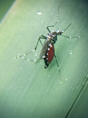 aedes aegypti mosquito
