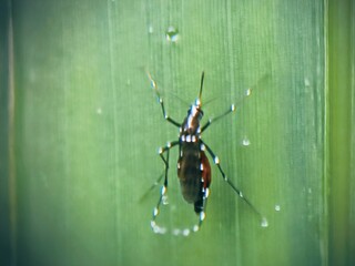 aedes aegypti mosquito