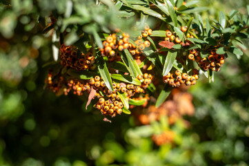 Closeup Of Orange Berries On Green Leaves On A Branch In Bright Natural Light