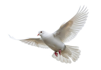 Fototapeta premium Isolated white Dove flying , white dove in flight 
