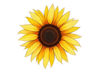 Organic Sketch Sunflower Head