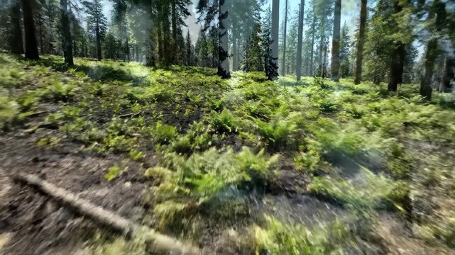 Aerial drone shot of a controlled forest fire burning dead underbrush, revealing new green shoots of renewal.