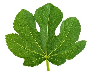 A vibrant green fig leaf is centrally isolated against a plain white background