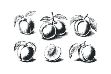 Hand Drawn Collection of Plums and One Half Plum