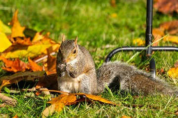 Eastern Gray Squirrel Eating Nuts Amidst Autumn Leaves on Green Grass