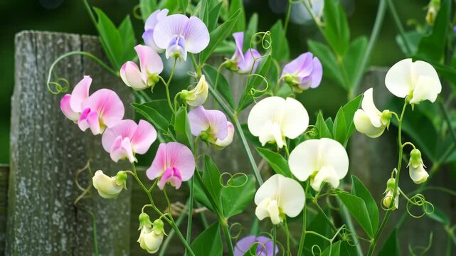 Colorful sweet pea flowers blooming on a wooden fence, with green foliage background, for beauty
