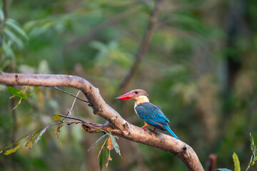 stork billed kingfisher or tree kingfisher Pelargopsis capensis bird perch in natural green background during summer season safari at jim corbett national park forest tiger reserve uttarakhand india