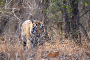 wild male bengal tiger or panthera tigris head on walking with eye contact at panna national park...