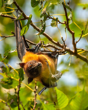 indian flying fox or greater indian fruit bat or Pteropus giganteus face expression closeup portrait hanging on tree wingspan eye contact ranthambore national park forest tiger reserve rajasthan india