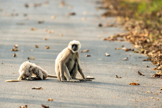 Tarai gray langur or Semnopithecus hector an Old World monkey caring mother and her fawn sitting on tar road or safari track in forest at pilibhit national park tiger reserve uttar pradesh india asia