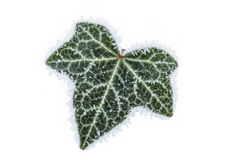 Frozen ivy leaf covered in frost isolated on transparent background