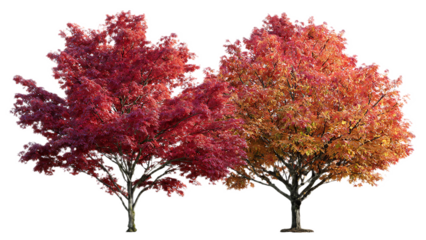 Two vibrant trees with colorful autumn foliage against a stark black background in a studio shot
