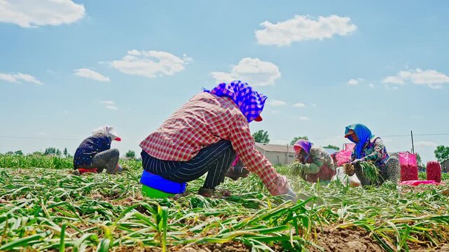 Farmers harvesting single-clove garlic outdoors in the countryside