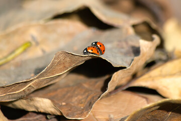 Ladybugs mating on leaves in a wooded area
