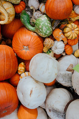 Colorful assortment of pumpkins and gourds at autumn display