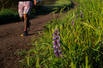 Close-up of wild purple lupine beside dirt trail and passing runner