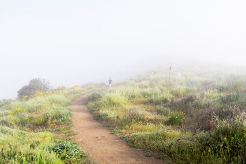 Obraz premium Man hiking on foggy hillside trail with spring wildflowers