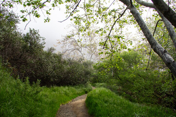 Fototapeta premium Winding dirt trail through lush forest under misty morning light