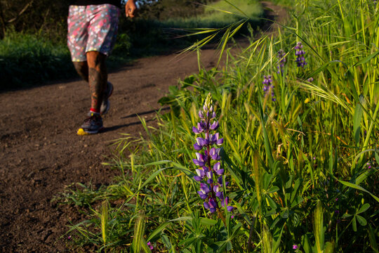 Close-up of wild purple lupine beside dirt trail and passing runner