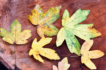 Field maple (Acer campestre) leaves on wood in the forest