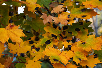 Yellow Maple leaves with black dots