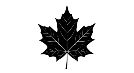 Black maple leaf isolated on transparent background