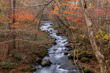 北海道苫小牧市、別々川の紅葉【11月】