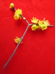 着物を背景にしたロウバイ