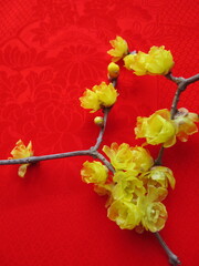 着物を背景にしたロウバイ