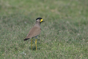 A Yellow-wattled Lapwing (Vanellus malabaricus) standing alert on open grassland at Bhigwan, Maharashtra, India.
