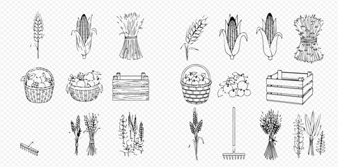 Hand-drawn vintage style illustrations of harvest elements including corn, wheat, baskets of fruit, wooden crates, and farm tools on a transparent background.