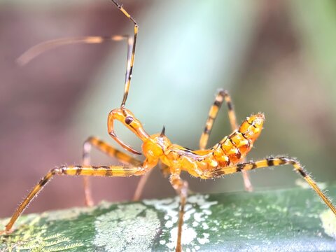 Close up of assassin bug,assassin bug (zelus),assassin bug perches on a tree branch